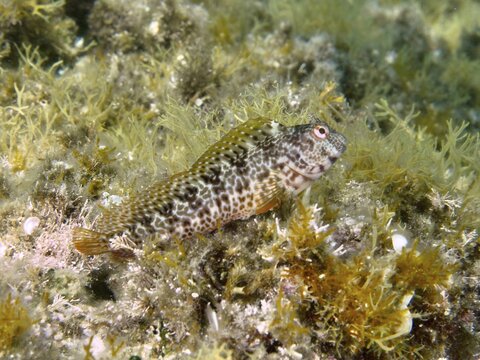 A spotted ringneck blenny (Parablennius pilicornis) hides amongst dense seaweed underwater, at the Cap de Creus Marine Reserve dive site, Rosas, Costa Brava, Spain, Mediterranean Sea