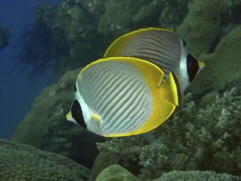 Two butterflyfish with yellow fins, the panda butterflyfish (Chaetodon adiergastos), swimming over corals, Pidada dive site, Penyapangan, Bali, Indonesia