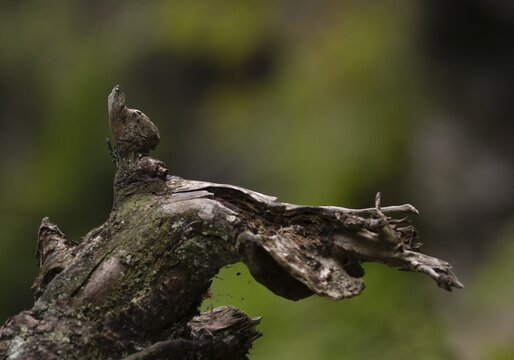 Wood, branch stump in the shape of a squirrel, branch, Taser H&ouml;henweg, Schenna, Scena, South Tyrol, Autonomous Province of Bolzano, Italy
