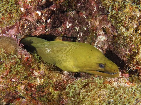 Green moray (Gymnothorax funebris), dive site John Pennekamp Coral Reef State Park, Key Largo, Florida Keys, Florida, USA