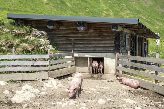 Pigs, pigsty, Alpe Schlappold, Fellhorn, Oberstdorf, Oberallg&auml;u, Allg&auml;u, Bavaria, Germany