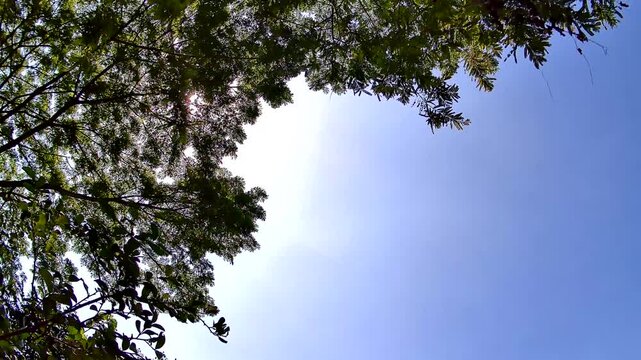 Bright Sunlight Shining Through Lush Green Tree Canopy and Blue Sky