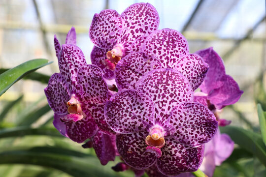 Purple Vanda orchids are popular has bright colors and fragrant scent 