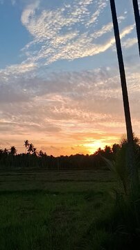 Vertical video of vibrant golden sunset sky with dramatic cirrocumulus clouds above tropical palm trees