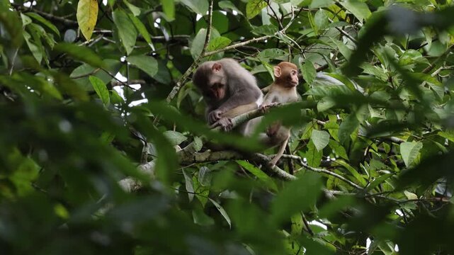 A video of a rhesus macaque with its mother.