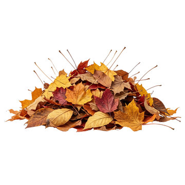 Pile of autumn leaves, isolated on transparent background, fall colors