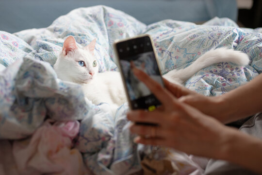 ベッドでくつろぐ白猫をスマートフォンで撮影する飼い主の日常