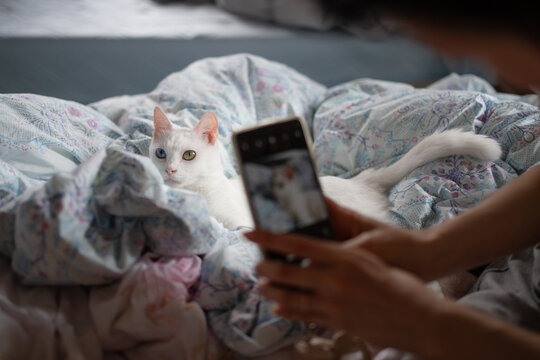ベッドでくつろぐ白猫をスマートフォンで撮影する飼い主の日常