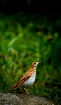 Veery perched on a rock with its beak open as if singing, against a soft green background.	