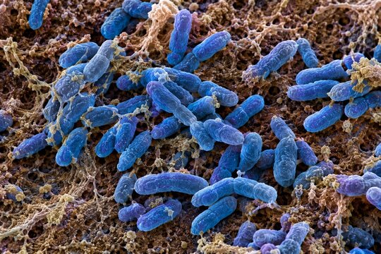 Bacteroids under a microscope. Gram-negative anaerobic rod-shaped bacteria.  Bacterial colony close-up.  Three-dimensional scientific visualization. Medical microbiology.