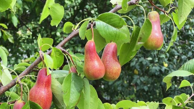 Reddish-green pears on a tree branch close-up