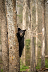 bear cub in tree © Kory