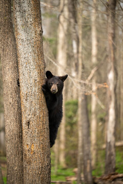 bear cub in tree