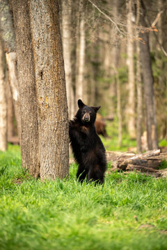 Black bear by tree