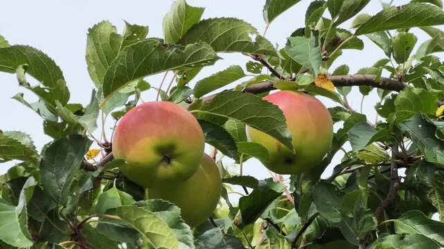 Reddish-yellow apples on tree branch against the cloudy sky