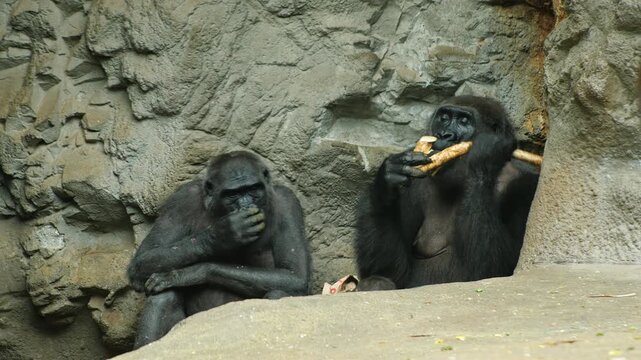 Two young gorillas in a natural habitat, one peeling a stick with its teeth while the other watches intently.