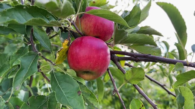 Red apples on tree branch close-up against cloudy sky