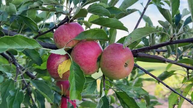Red apples on tree branch close-up on blurred background