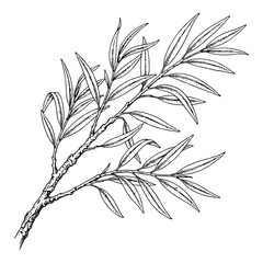Fototapeta premium Willow Branch Botanical Line Illustration