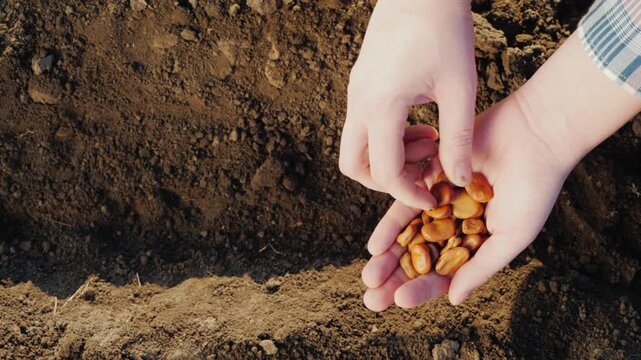 Farmer planting broad bean seeds in soil during daytime with close-up hands.