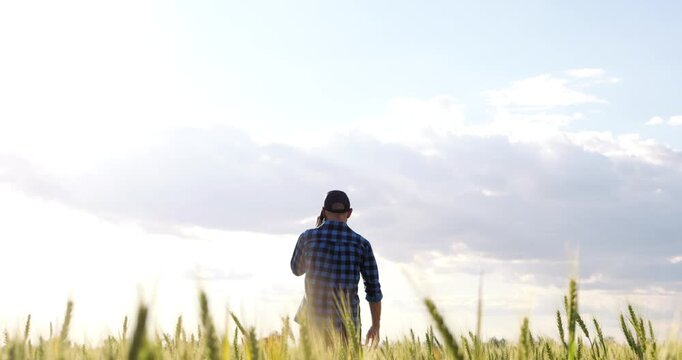Man walking through wheat field while talking on phone. Countryside glows beneath summer sky. Back view captures agriculture, solitude, and rural lifestyle for digital farming campaigns.