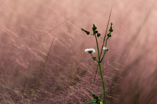 Close up of wild plant with seed heads against soft pink muhly grass blurred background with copy space