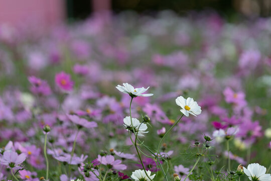 Close up of blooming white and pink cosmos flowers in autumn field with dreamy blurred background and copy space