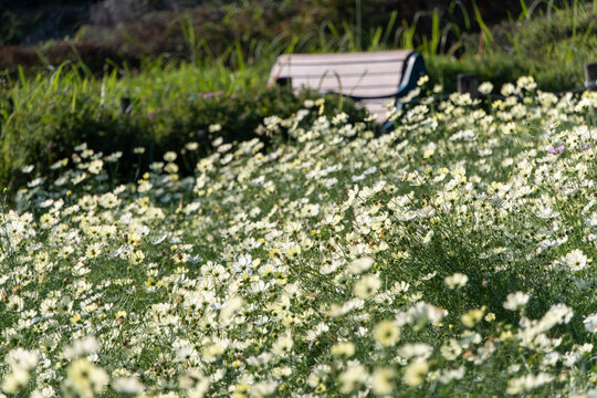 Field of yellow and white cosmos flowers blooming in autumn garden with park bench under natural sunlight