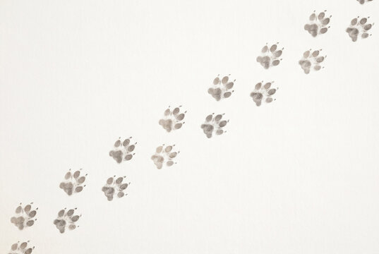 Animal paw prints trail on white background close-up