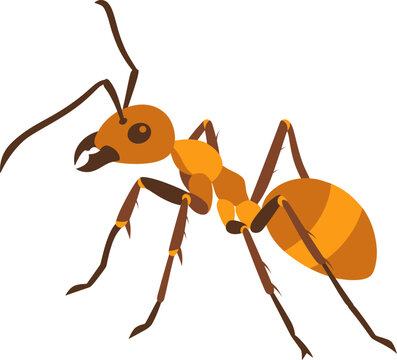 Weaver Ant Icon Set For Wildlife And Insect Education