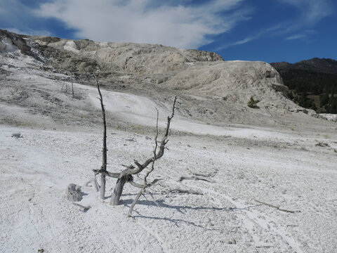 Bare tree stands stark against white mineral ground. Blue sky and distant hills frame the arid landscape. Dead branches cast long shadows on the surface. This scene captures a quiet