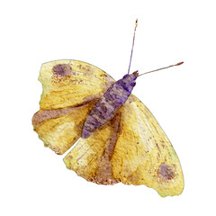 Watercolor butterfly wing closeup in yellow and purple with visible veins, speckles, and long antennae on clean white background for natural history prints and botanical stationery © Elena