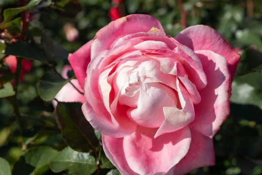Close up of vibrant pink rose flower in full bloom with green leaves in natural sunlight