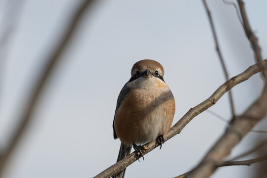 Close up of a brown shrike perched on a tree branch looking at camera in natural outdoor environment