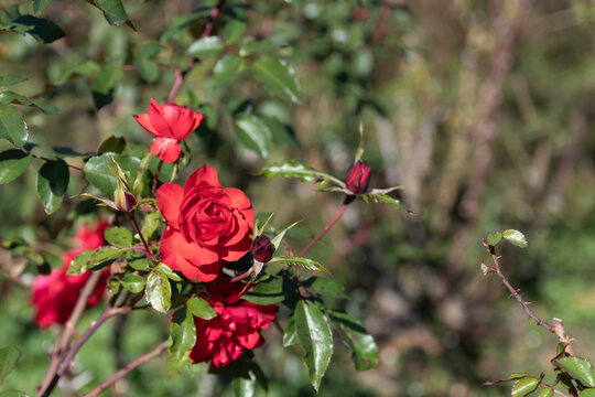 Close up of blooming red rose flowers and buds with natural green leaves in soft sunlight with copy space