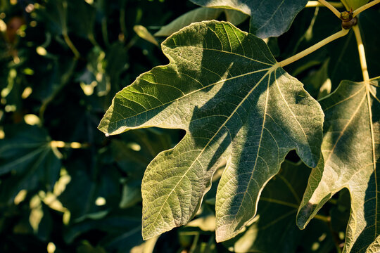 Close up of a vibrant green fig leaf illuminated by warm golden hour sunlight in a garden setting