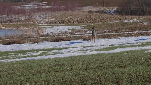 European roe deer Capreolus capreolus, a buck with small antlers and a doe, walking across a snow-covered field with last year's dry grass.