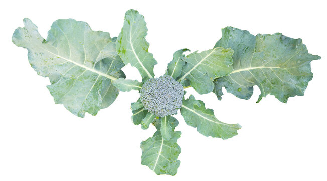 Broccoli viewed from above, isolated on a transparent background png sticker