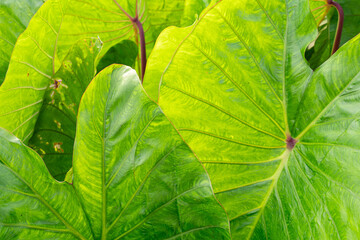 Close-up of vibrant green taro leaves (Colocasia esculenta) showcasing intricate vein patterns and natural texture, ideal for botanical, tropical nature, and abstract background designs © Amin Rois