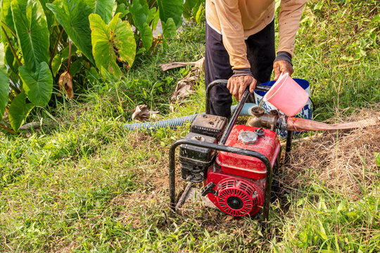 Farmer priming a portable water pump machine near taro (Colocasia esculenta) leaves on an agricultural field, capturing rural irrigation, dry season preparation, and farming labor