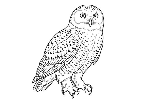 Snowy owl line art coloring page vector illustration