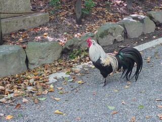 Colorful Rooster Standing on Garden Path © mima