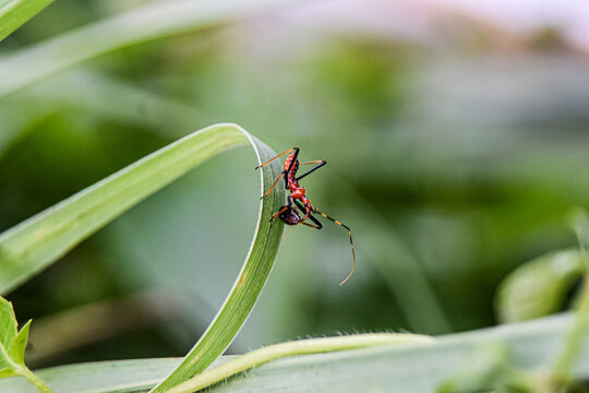 A striking macro photograph documenting a vivid red and black assassin bug nymph (likely Reduviidae family) actively hunting and holding its prey atop a gracefully curved green grass blade.