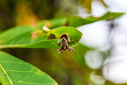 A delicate macro photograph capturing a tiny spider with intricate brown and black markings resting on the edge of a vibrant green leaf. The extremely shallow depth of field creates a smooth, dreamy b