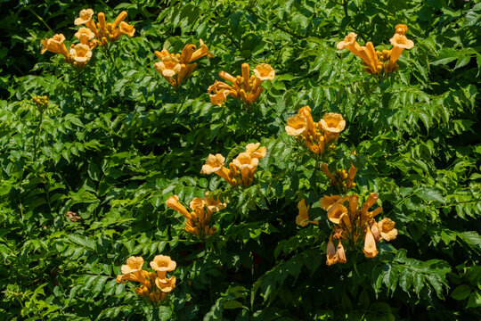 Close-up view shows vibrant orange trumpet-shaped flowers of Tecoma stans against dark green leaves, adding burst of color to Japanese courtyard.  Park "Krasnodar" or Galitsky Park.