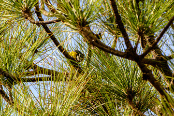 Canary Islands blue tit hidden among dense green pine needles © N. Junker