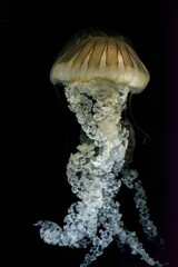 close up of the pacific sea nettle with a black background © Robin Verhoef