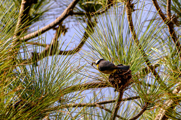 African blue tit foraging on pine cone in tree © N. Junker
