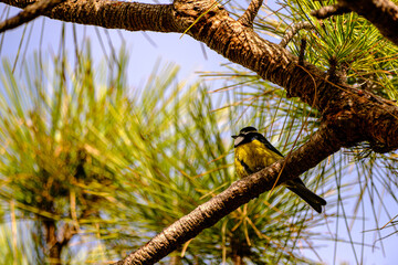 African blue tit perching on pine branch looking up © N. Junker