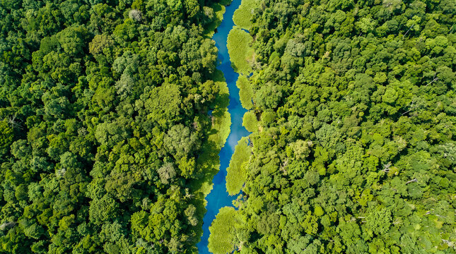 R&iacute;o serpenteante de color azul intenso corta un bosque verde vibrante visto desde arriba. Naturaleza pura y pr&iacute;stina en su m&aacute;xima expresi&oacute;n.